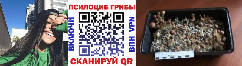 Псилоцибиновые грибы мицелий  Чебоксары 
